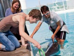 two students handle dolphin at rehabilitation facility